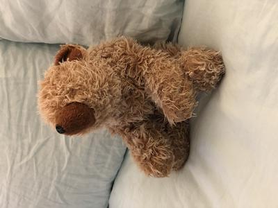 Brown teddy Bear with dark brown Nose
