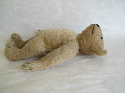 Old bear lying down