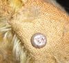 button in teddy bear ear