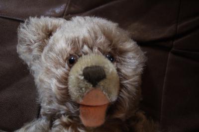 Teddy Bear face Teddy Bear face