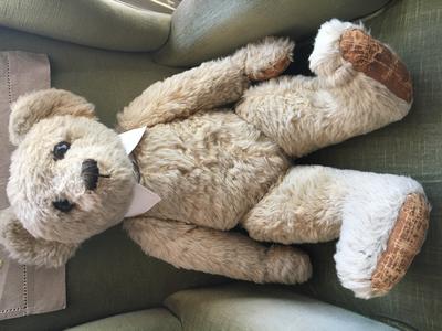 Most beautiful old bear Most beautiful old bear