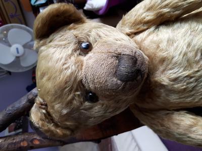 Teddy No Name Teddy No Name