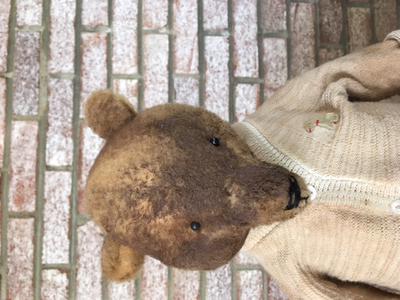 long nosed teddy bear face