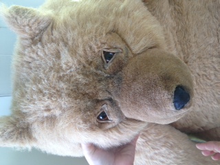 Teddy bear face