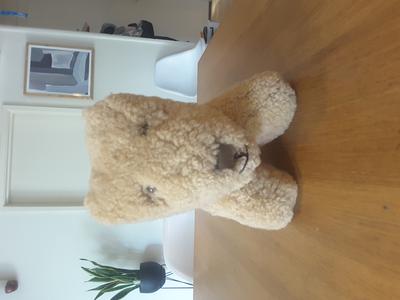 25cm old teddy bear / dog front view