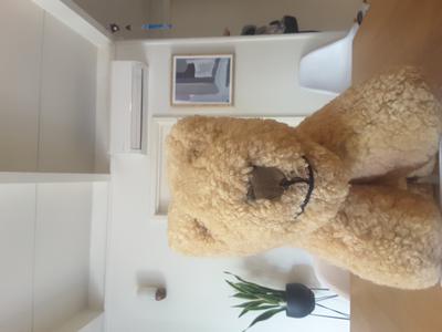 25cm old teddy bear / dog