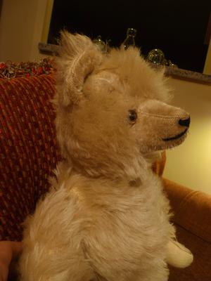 side view of white haired teddy bear