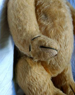 paw of Old teddy bear in New Zealand