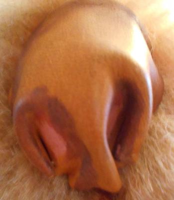 Nose of Teddy Bear