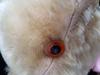 orange teddy bear eye