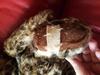 foot label on cheetah teddy bear