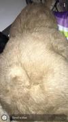 back view of teddy bear