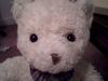 white teddy bear face