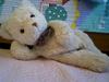 reclining white teddy bear