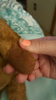 teddy bear paw