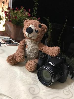 Gimo the Italian Bear