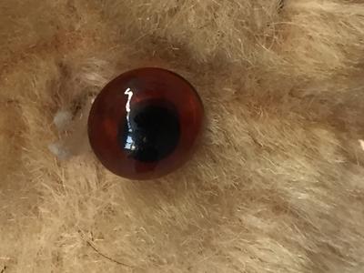 teddy bear eye