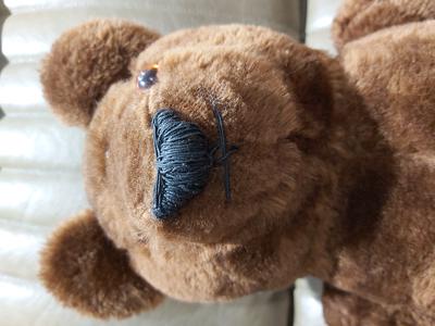 face Dark brown growler bear face Dark brown growler bear