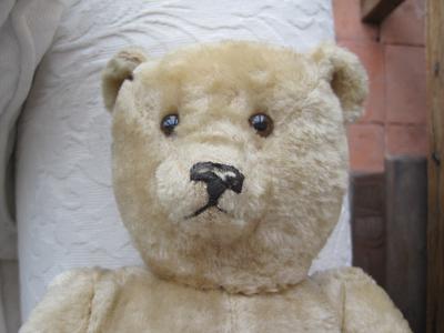 french teddy bear face