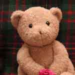 funny face brown teddy bear