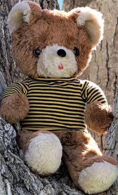 Ted Up a Tree