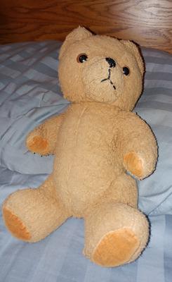 German yellow teddy