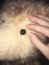 black teddy bear eye